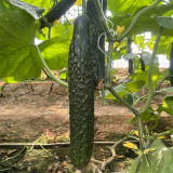 Fuyang Spiny Cucumber Seeds - Crisp Tender Flesh, High Yield, Disease Resistant, for Greenhouse & Garden