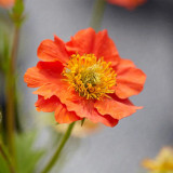 Crimson Ocean Avens Seeds - Geum Coccineum, Perennial Flower Seeds, Low-Maintenance for Landscaping
