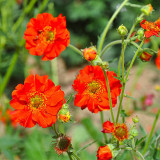 Crimson Ocean Avens Seeds - Geum Coccineum, Perennial Flower Seeds, Low-Maintenance for Landscaping