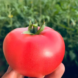 Alas No.9 Tomato Seeds - Hybrid Pink, Cold Tolerant, Large 300g Fruit