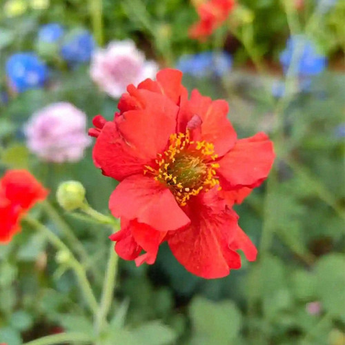 Crimson Ocean Avens Seeds - Geum Coccineum, Perennial Flower Seeds, Low-Maintenance for Landscaping