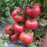 Alas No.9 Tomato Seeds - Hybrid Pink, Cold Tolerant, Large 300g Fruit
