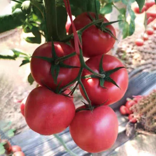 Kuwait No.4 Tomato Seeds - Hybrid Pink, Heat & Virus Resistant, High Yield