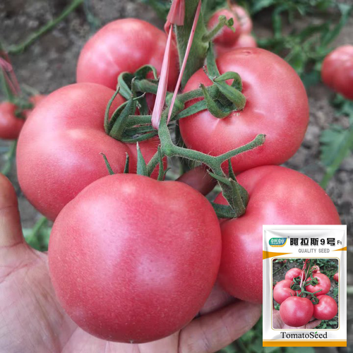 Alas No.9 Tomato Seeds - Hybrid Pink, Cold Tolerant, Large 300g Fruit