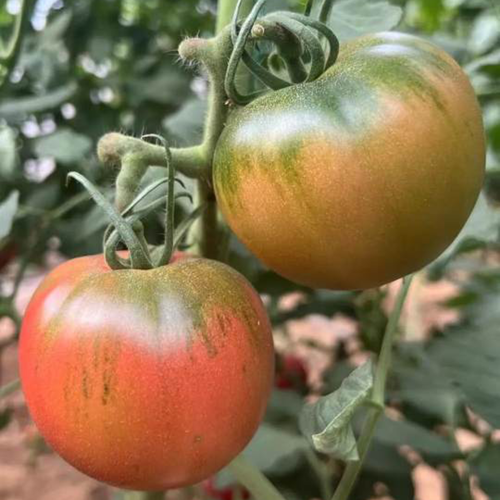'Strawberry' Tomato Seeds - Mid-Early Maturing, Firm Pink Fruits, Excellent Eating Quality