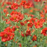 Crimson Ocean Avens Seeds - Geum Coccineum, Perennial Flower Seeds, Low-Maintenance for Landscaping