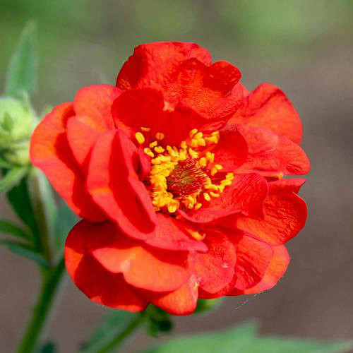 Crimson Ocean Avens Seeds - Geum Coccineum, Perennial Flower Seeds, Low-Maintenance for Landscaping