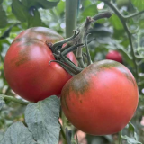 'Strawberry' Tomato Seeds - Mid-Early Maturing, Firm Pink Fruits, Excellent Eating Quality
