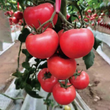 Kuwait No.4 Tomato Seeds - Hybrid Pink, Heat & Virus Resistant, High Yield