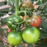 'Strawberry' Tomato Seeds - Mid-Early Maturing, Firm Pink Fruits, Excellent Eating Quality