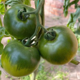 'Strawberry' Tomato Seeds - Mid-Early Maturing, Firm Pink Fruits, Excellent Eating Quality