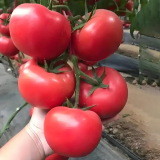 Alas No.9 Tomato Seeds - Hybrid Pink, Cold Tolerant, Large 300g Fruit