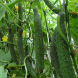 Fuyang Spiny Cucumber Seeds - Crisp Tender Flesh, High Yield, Disease Resistant, for Greenhouse & Garden