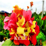 Small Canna Lily Seed, Garden Plant, Flower Plants - (Color: 4)