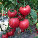 Kuwait No.4 Tomato Seeds - Hybrid Pink, Heat & Virus Resistant, High Yield