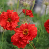 Crimson Ocean Avens Seeds - Geum Coccineum, Perennial Flower Seeds, Low-Maintenance for Landscaping