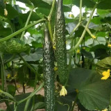 Fuyang Spiny Cucumber Seeds - Crisp Tender Flesh, High Yield, Disease Resistant, for Greenhouse & Garden