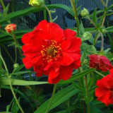 Crimson Ocean Avens Seeds - Geum Coccineum, Perennial Flower Seeds, Low-Maintenance for Landscaping