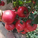 Alas No.9 Tomato Seeds - Hybrid Pink, Cold Tolerant, Large 300g Fruit