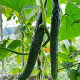 Fuyang Spiny Cucumber Seeds - Crisp Tender Flesh, High Yield, Disease Resistant, for Greenhouse & Garden