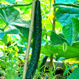 Fuyang Spiny Cucumber Seeds - Crisp Tender Flesh, High Yield, Disease Resistant, for Greenhouse & Garden