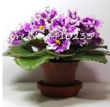 Violet Rare African Flower Seeds for Garden Perennial Indoor Plants - (Color: j)