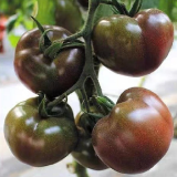 'Coffee Strawberry' Tomato Seeds - Rich Aroma, Firm Fruit, High Yield Potential, Excellent Flavor