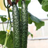 'Fuyang 35' F1 Cucumber Seeds - Greenhouse Hybrid, High Yield, Disease Resistant for Winter/Spring