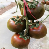 'Coffee Strawberry' Tomato Seeds - Rich Aroma, Firm Fruit, High Yield Potential, Excellent Flavor