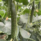 'Emerald Heart' Cucumber Seeds — Cucumis sativus, Premium Green Core Variety, High-Yield Hybrid, 34cm Straight Fruits