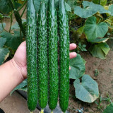 'Fuyang No.2' F1 Cucumber Seeds - High Yield & Disease Resistant, Compact Plant, Multi-Season Cultivation