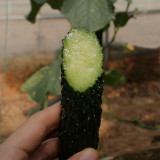 'Fuyang 35' F1 Cucumber Seeds - Greenhouse Hybrid, High Yield, Disease Resistant for Winter/Spring