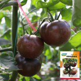 'Coffee Strawberry' Tomato Seeds - Rich Aroma, Firm Fruit, High Yield Potential, Excellent Flavor