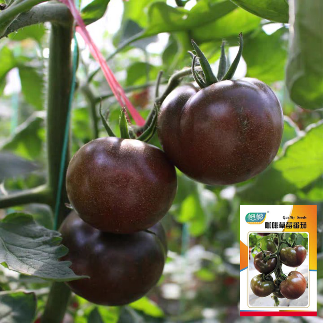 'Coffee Strawberry' Tomato Seeds - Rich Aroma, Firm Fruit, High Yield Potential, Excellent Flavor