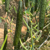 'Fuyang 35' F1 Cucumber Seeds - Greenhouse Hybrid, High Yield, Disease Resistant for Winter/Spring