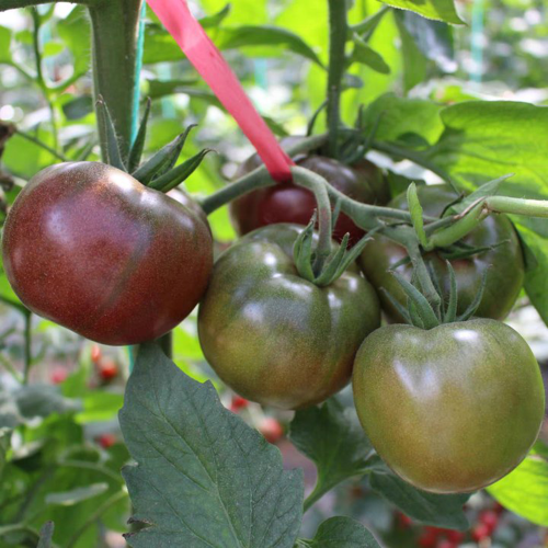 'Coffee Strawberry' Tomato Seeds - Rich Aroma, Firm Fruit, High Yield Potential, Excellent Flavor