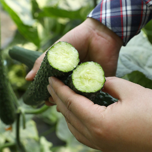 'Fuyang No.2' F1 Cucumber Seeds - High Yield & Disease Resistant, Compact Plant, Multi-Season Cultivation