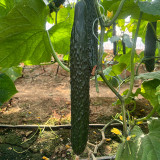 'Fuyang 35' F1 Cucumber Seeds - Greenhouse Hybrid, High Yield, Disease Resistant for Winter/Spring