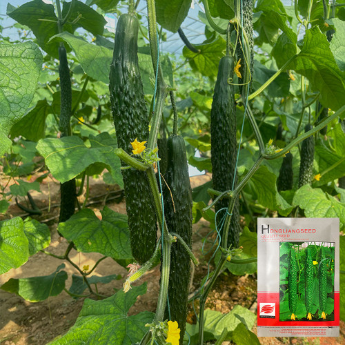 'Fuyang 35' F1 Cucumber Seeds - Greenhouse Hybrid, High Yield, Disease Resistant for Winter/Spring