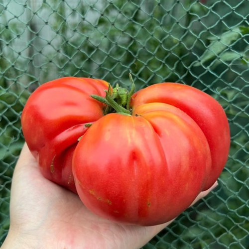 'Dongfanghong' Tomato Seeds - Wrinkled Fruits, Rich Aroma, Organic Gardening