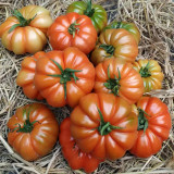 'Dongfanghong' Tomato Seeds - Wrinkled Fruits, Rich Aroma, Organic Gardening