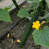 'Fuyang No.2' F1 Cucumber Seeds - High Yield & Disease Resistant, Compact Plant, Multi-Season Cultivation