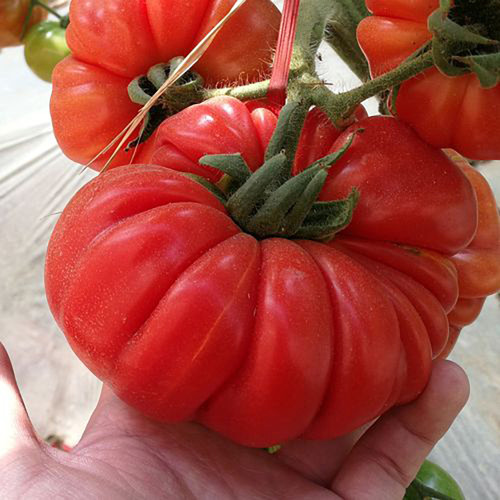 'Dongfanghong' Tomato Seeds - Wrinkled Fruits, Rich Aroma, Organic Gardening