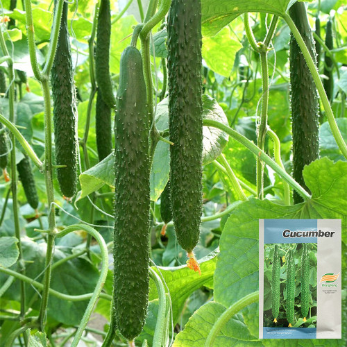 'Fuyang No.2' F1 Cucumber Seeds - High Yield & Disease Resistant, Compact Plant, Multi-Season Cultivation