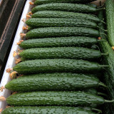 'Fuyang 35' F1 Cucumber Seeds - Greenhouse Hybrid, High Yield, Disease Resistant for Winter/Spring
