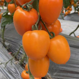 Yellow Roman Tomato Seeds - Crack Resistant, Excellent Fresh Eating Flavor