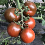 'Big Black Beauty' Tomato Seeds - Heirloom Variety, High-Yield & Nutrient-Rich