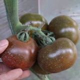 'Big Black Beauty' Tomato Seeds - Heirloom Variety, High-Yield & Nutrient-Rich