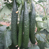 Zhongnong Spring-Autumn Hybrid Cucumber F1 Seeds - Market Quality Cucumber Seeds, High-Yield Disease Resistant Variety