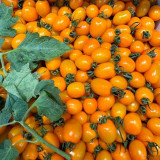 Yellow Roman Tomato Seeds - Crack Resistant, Excellent Fresh Eating Flavor